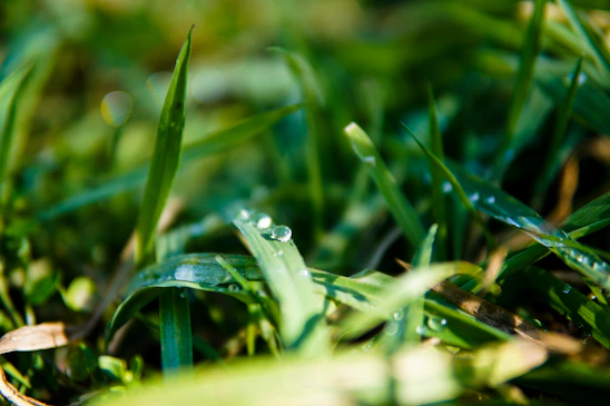 A vibrant close-up of lush green turf with droplets of liquid cleaner glistening in the sunlight.