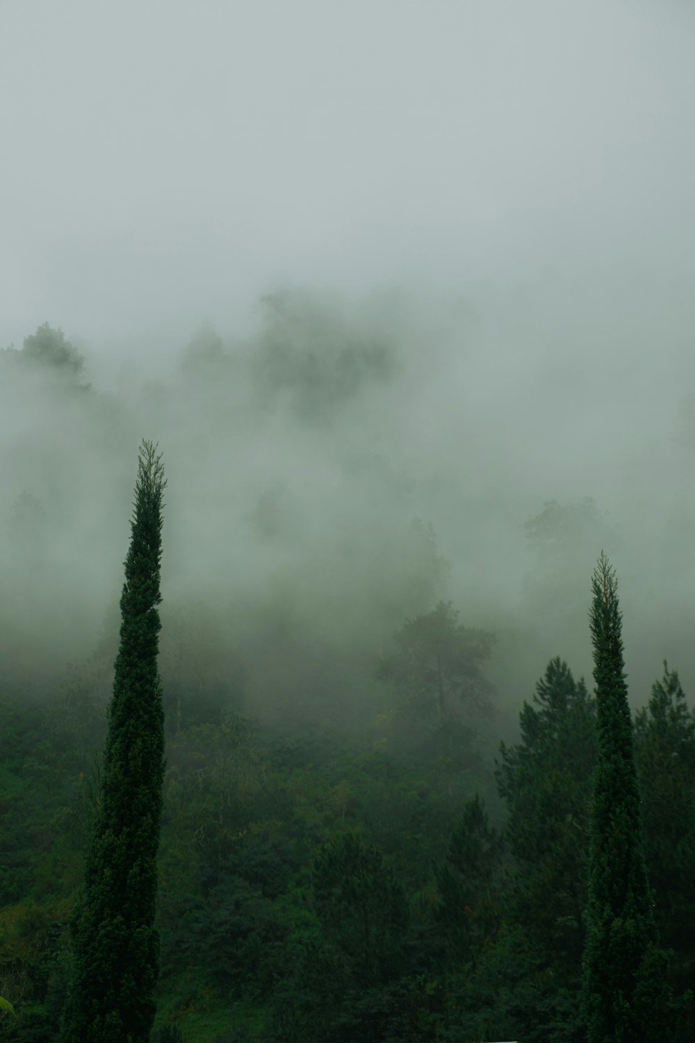 a foggy forest filled with lots of trees