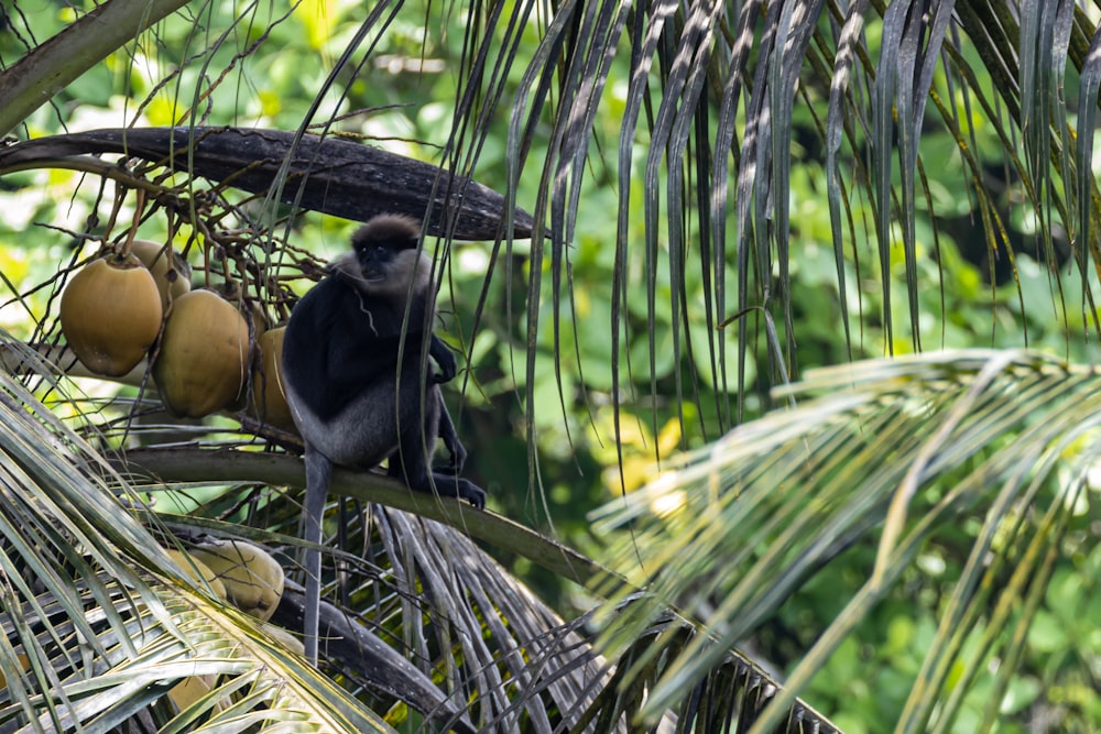 a monkey is sitting on a tree branch