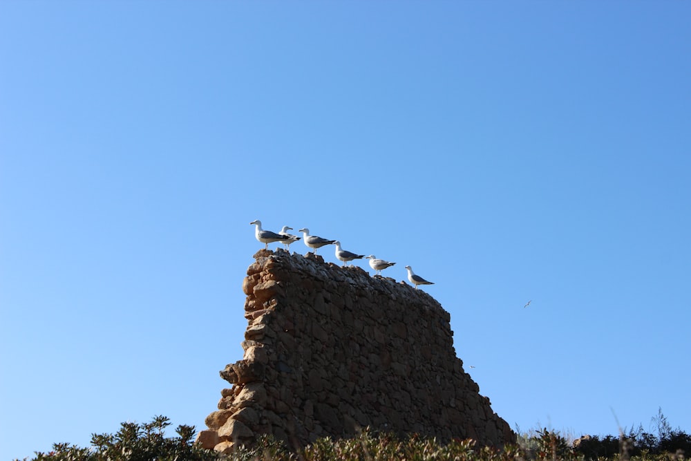 a flock of birds sitting on top of a stone structure
