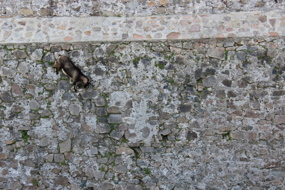 a bird is perched on a stone wall