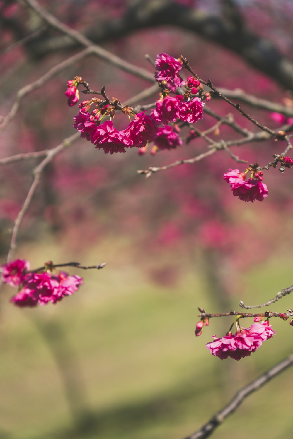 a branch of a tree with pink flowers