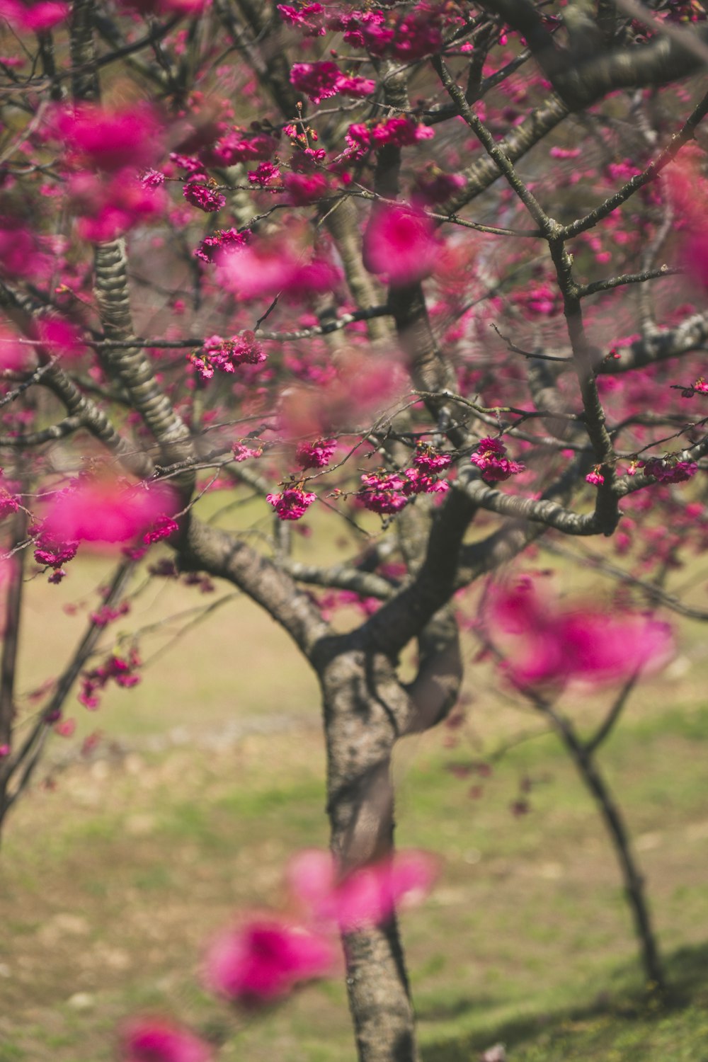 a tree with pink flowers in a grassy area