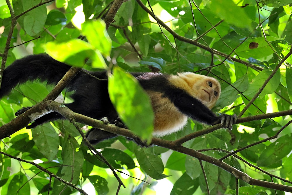 a monkey hanging from a tree branch in a forest