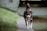 A dog with a brown and white coat is joyfully walking along a path beside a body of water. Its ears are perked up, and its tongue is playfully hanging out. The background includes lush green grass and a partially visible building wall.