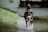 A dog with a brown and white coat is joyfully walking along a path beside a body of water. Its ears are perked up, and its tongue is playfully hanging out. The background includes lush green grass and a partially visible building wall.