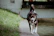 A lively dog named Max wagging his tail during a joyful walk.