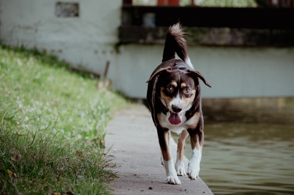 a brown and white dog walking along a river