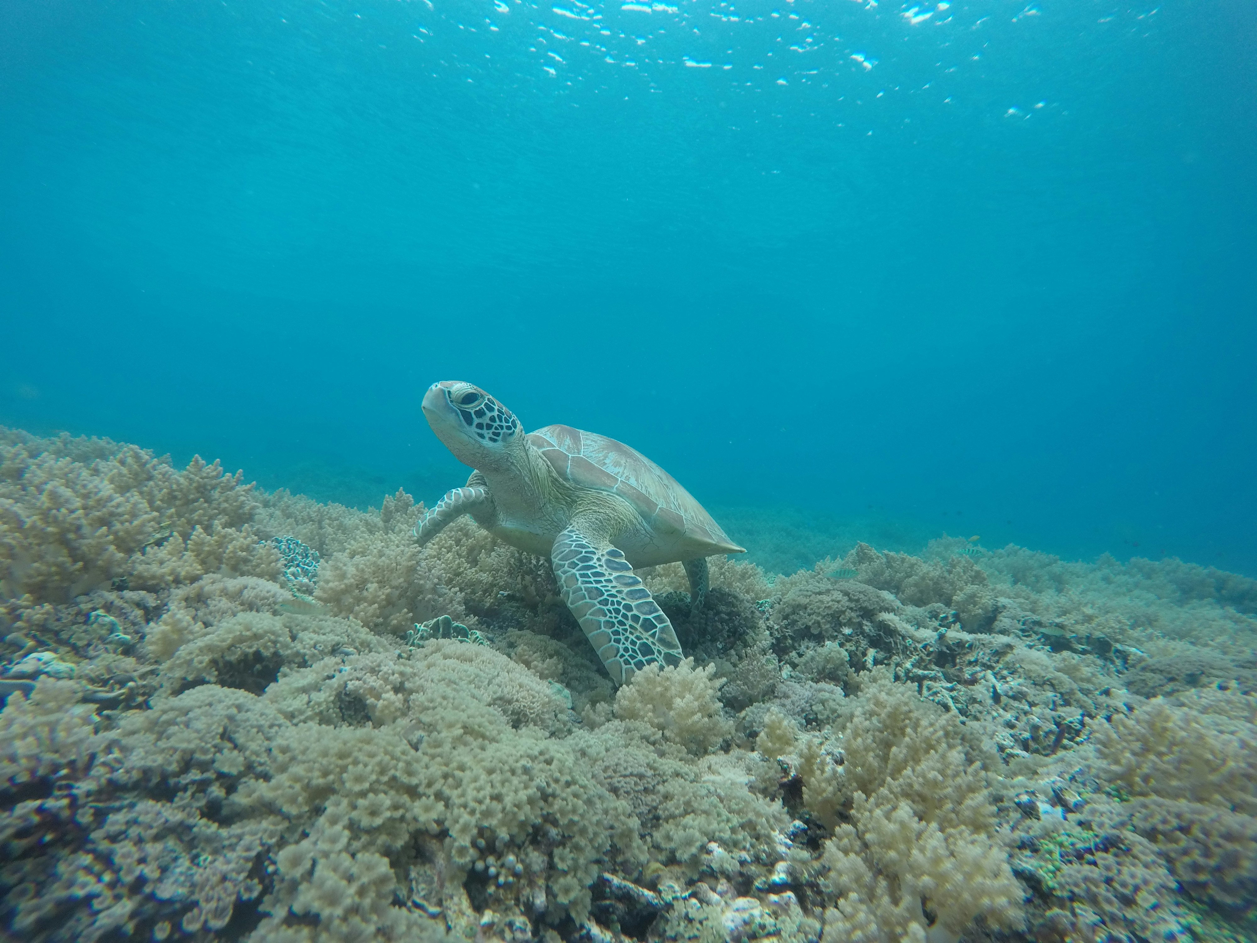 a turtle swimming over a coral reef in the ocean