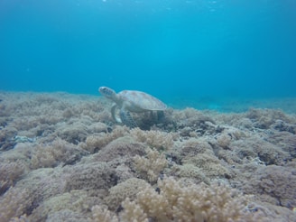 A sea turtle swims gracefully above a vibrant coral reef under clear blue water. The underwater scene is tranquil and ethereal, showcasing the natural habitat of marine life.
