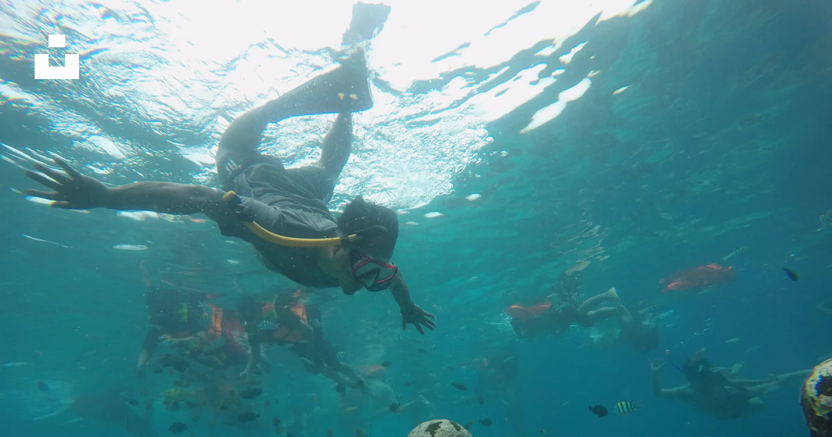 A man swimming in the ocean with a lot of fish photo – Free Lombok Image on Unsplash