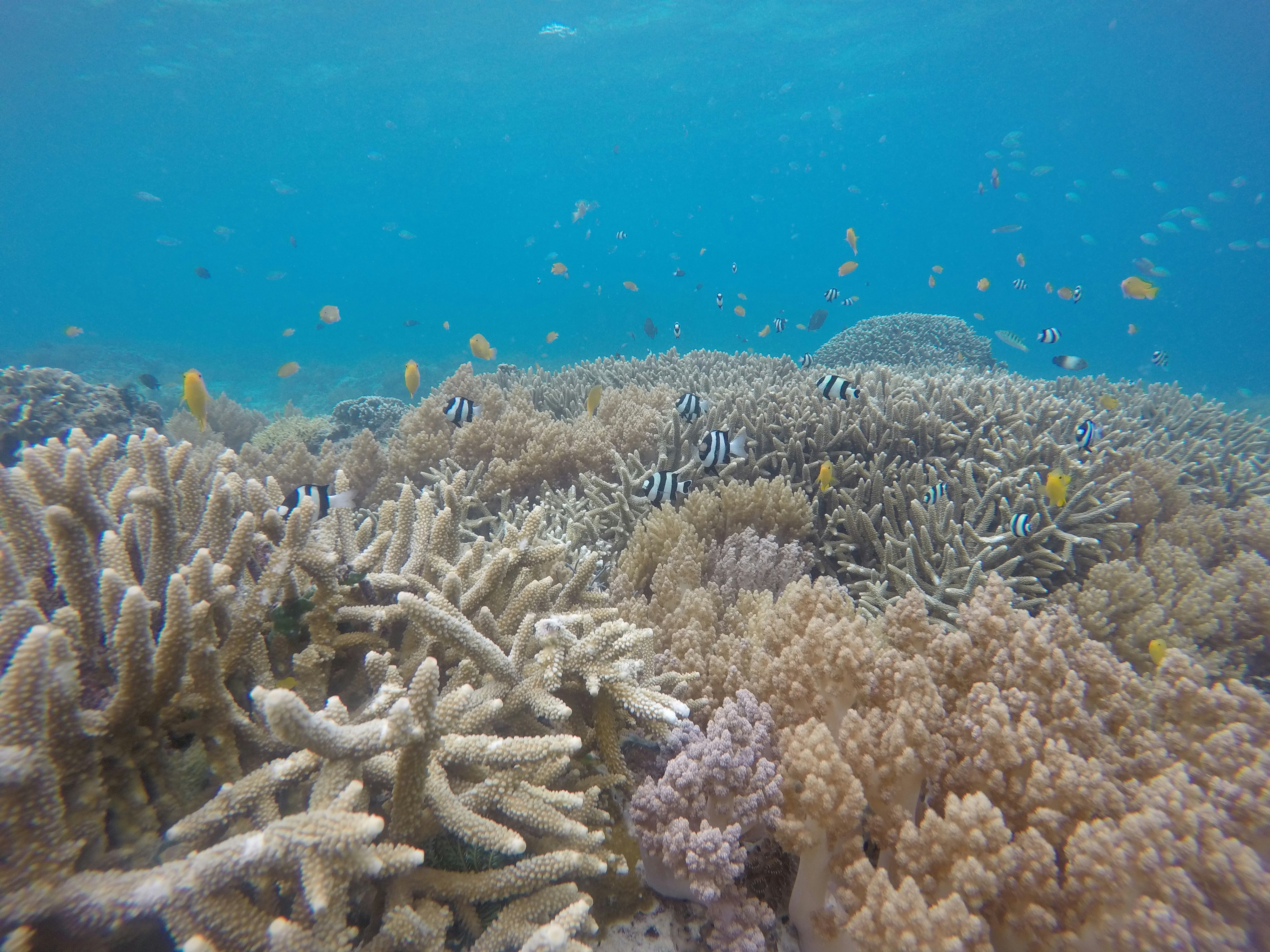 a group of fish swimming over a coral reef