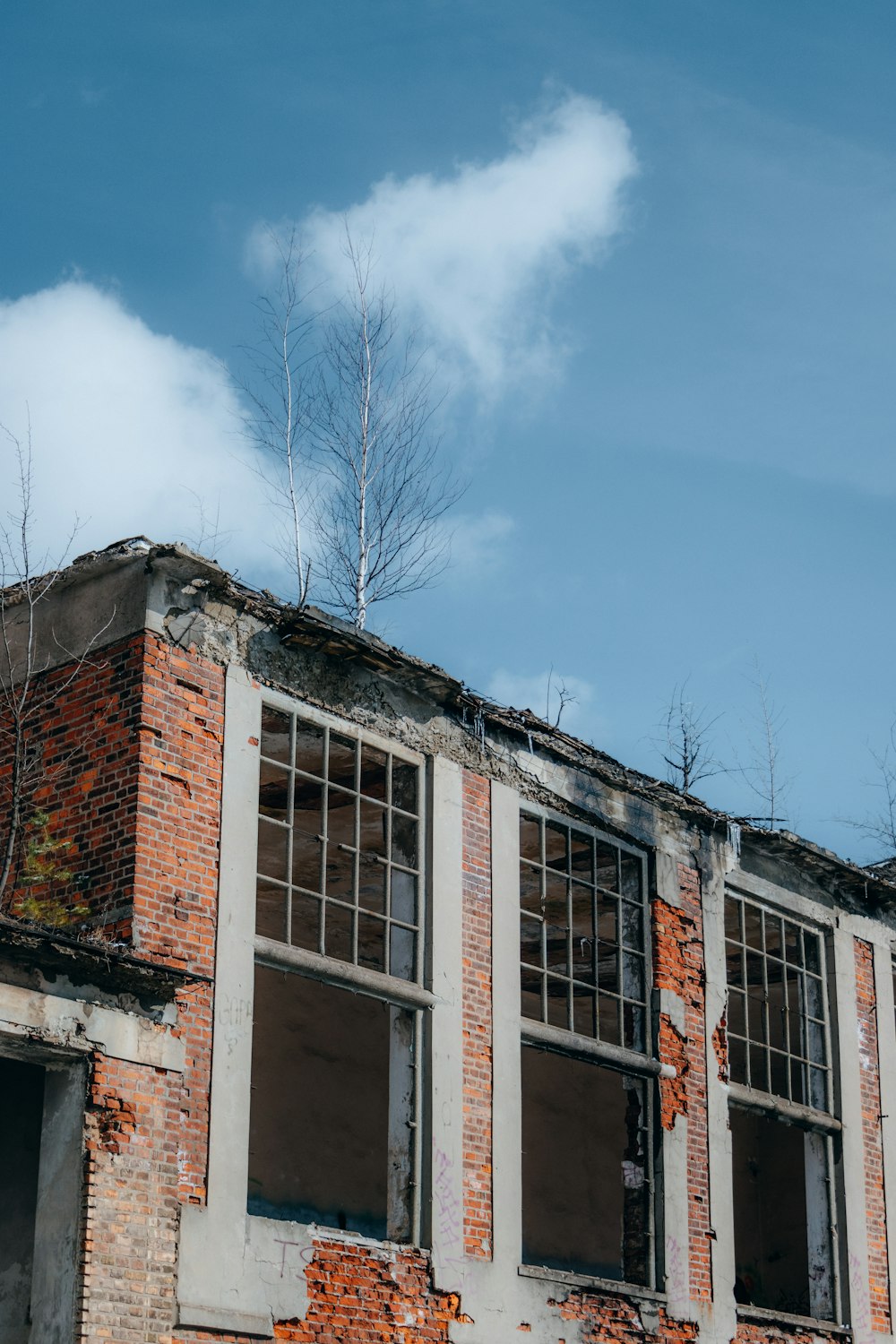 a brick building with broken windows and a tree growing out of it