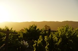 Sunset over the rolling vineyards of Domaine de l'Anio in Aniane.