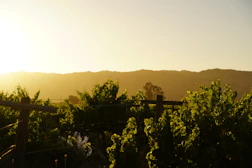 Morning light over vineyards in the Rhône Valley.
