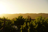 Sunset over terraced vineyards with a small group enjoying a wine tasting.