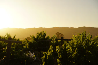 Sunset over a family vineyard with workers tending the grapevines.