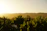Sunset over the vineyard with the Alps in the distance, viewed from the apartment terrace.