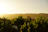 Guests enjoying wine tasting outdoors amid rolling vineyards at sunset.