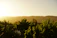 Guests enjoying wine tasting outdoors amid rolling vineyards at sunset.