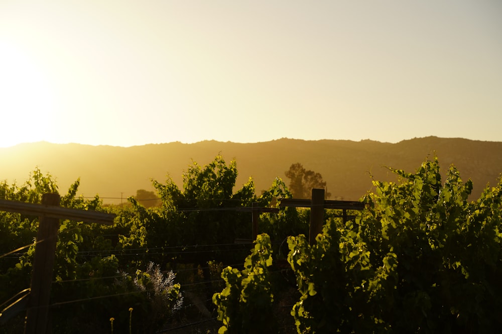 the sun is setting over a vineyard with mountains in the background