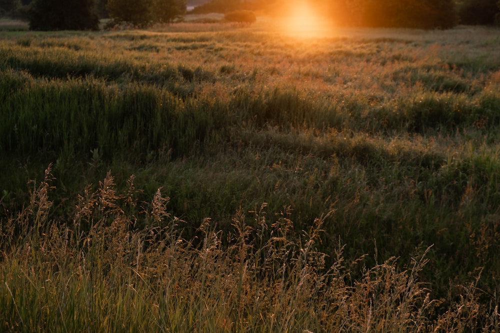 the sun is setting over a field of tall grass