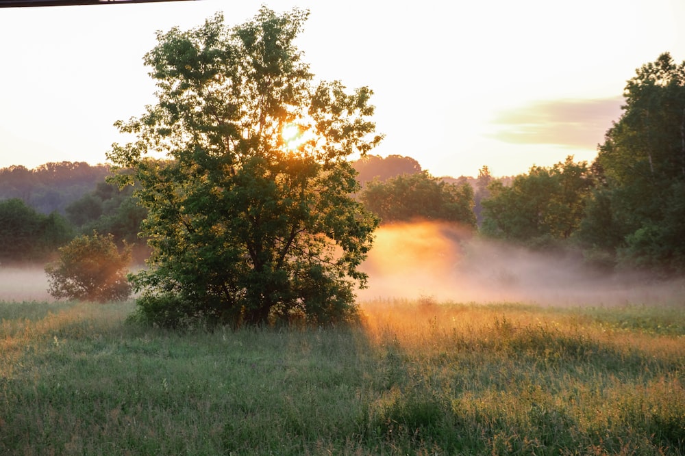 a foggy field with a tree in the foreground