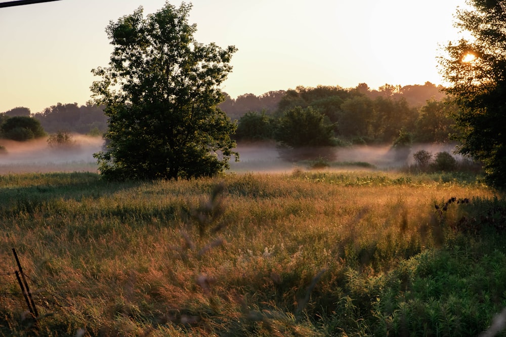 a field with trees and fog in the distance