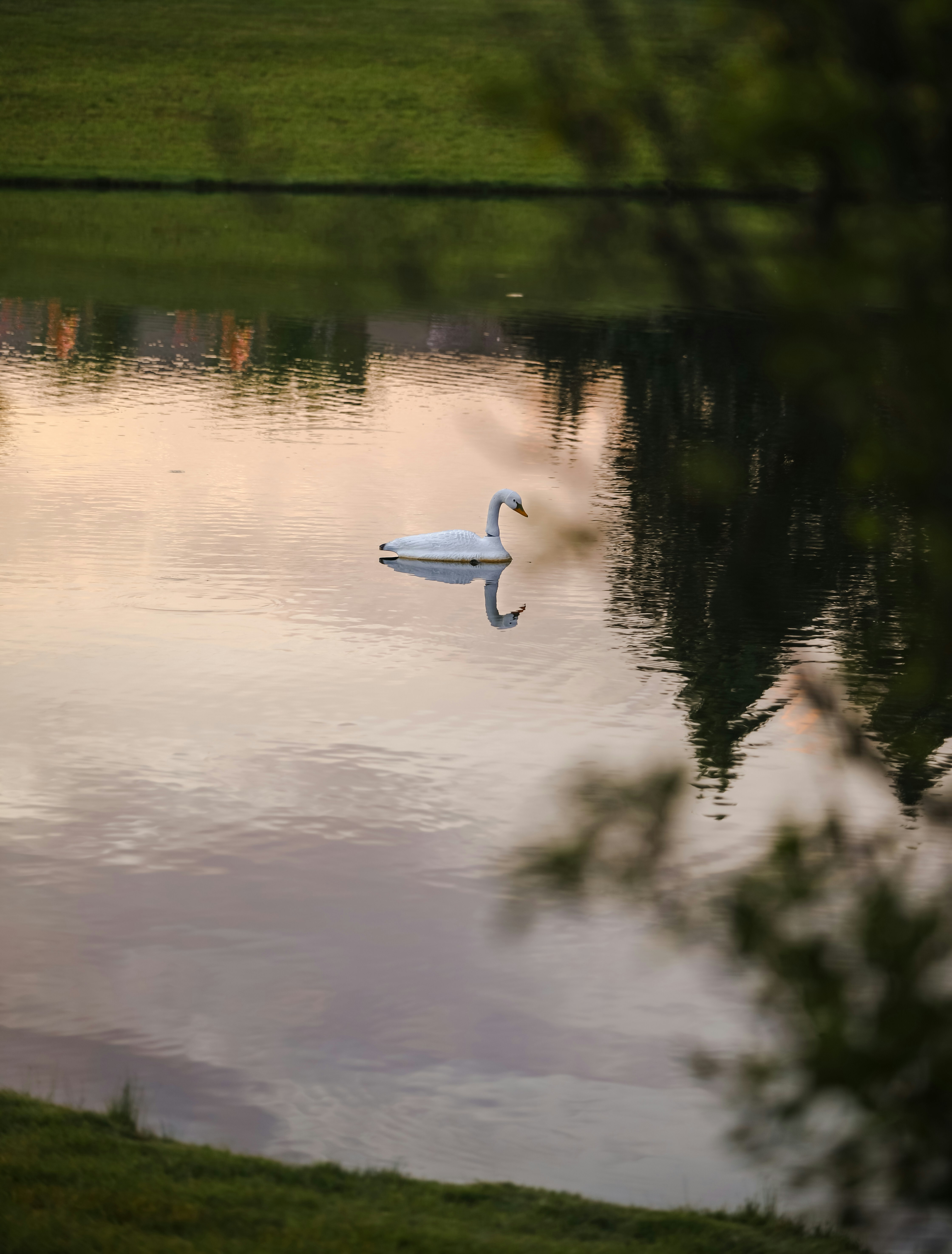 Un cigno bianco che galleggia sulla cima di un lago