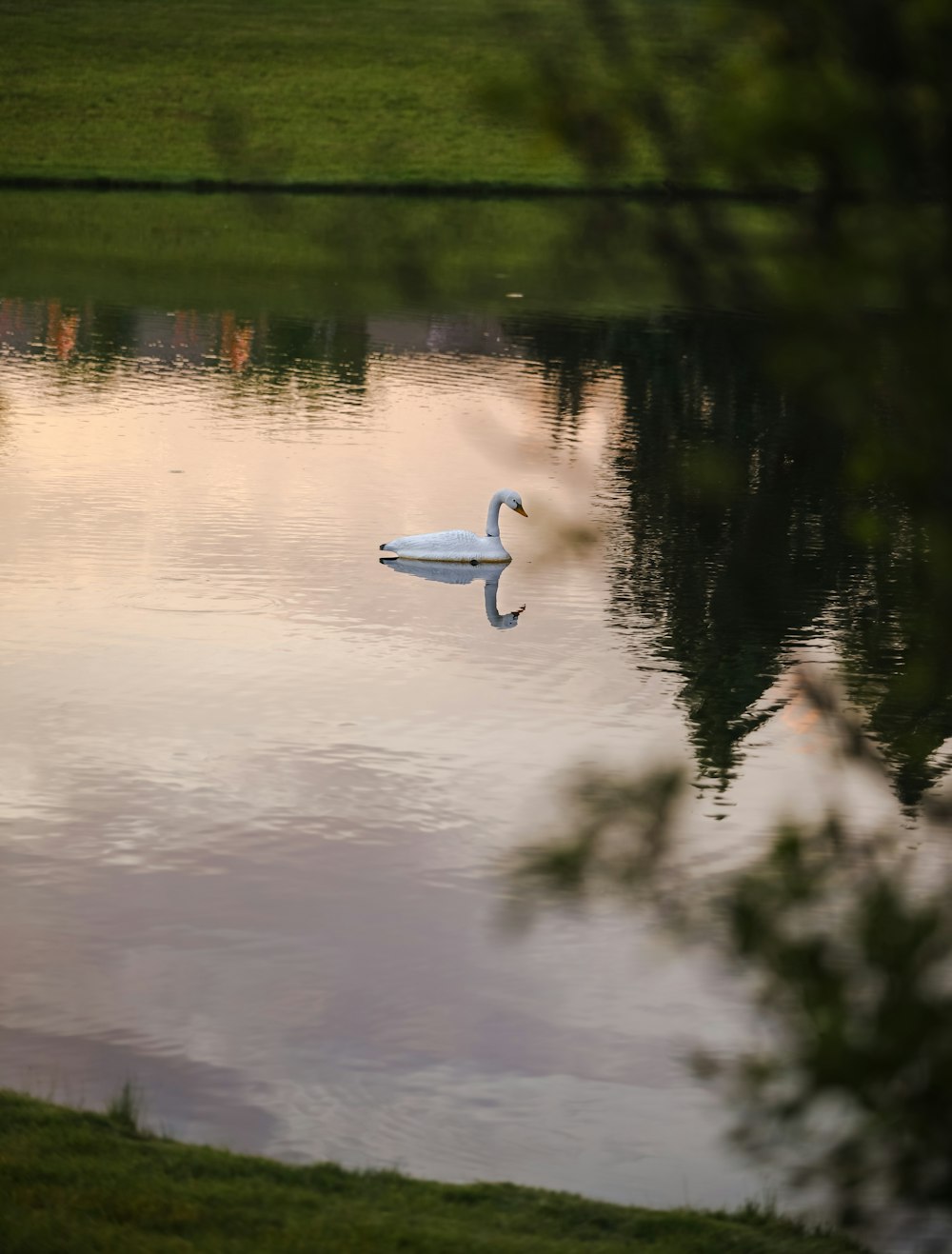 a white swan floating on top of a lake