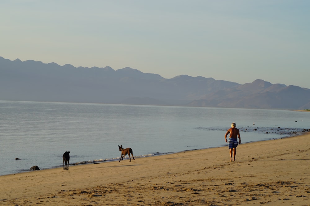 a man and two dogs walking on a beach
