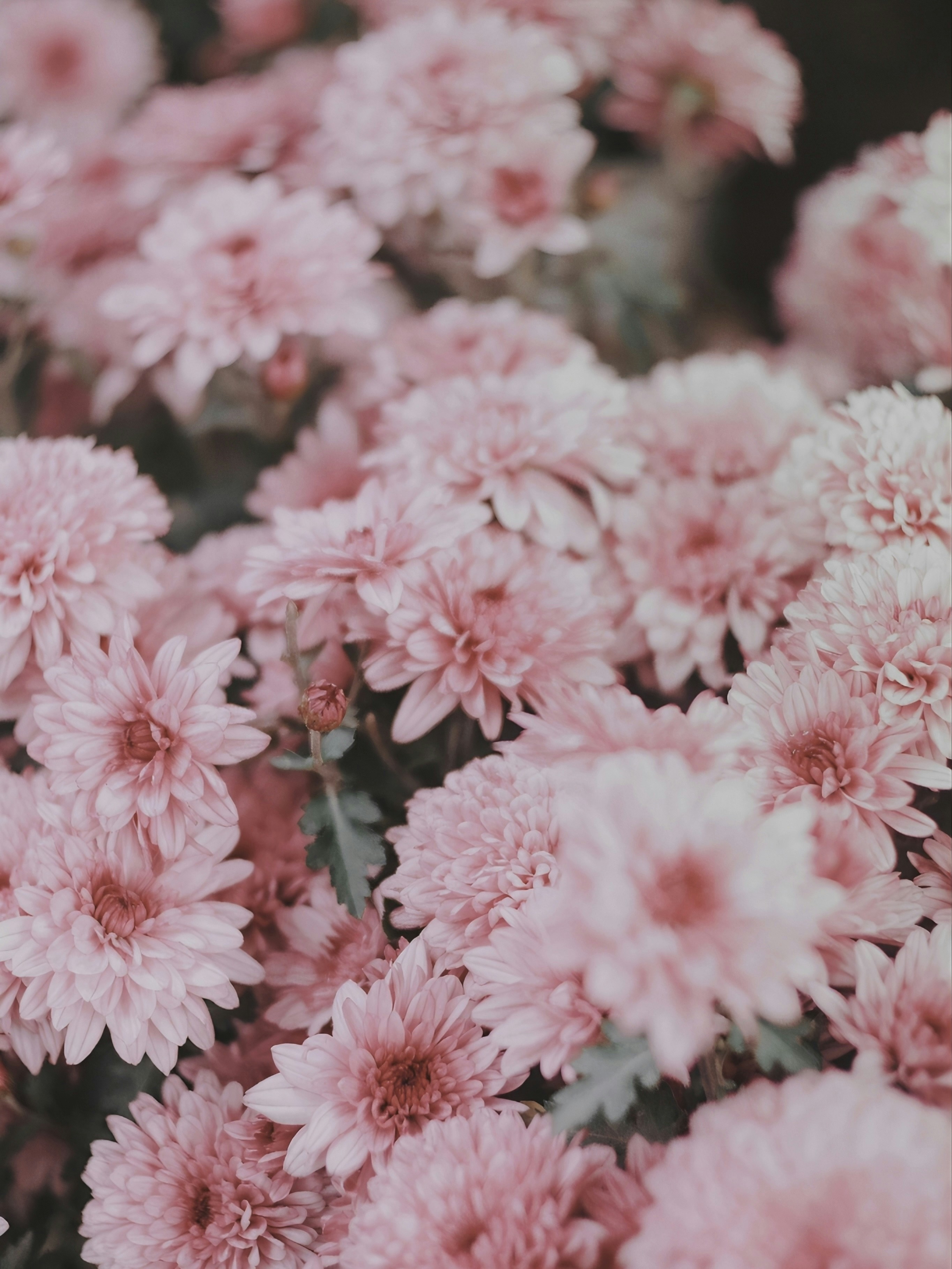 Pink Cute Pictures | Download Free Images on Unsplash