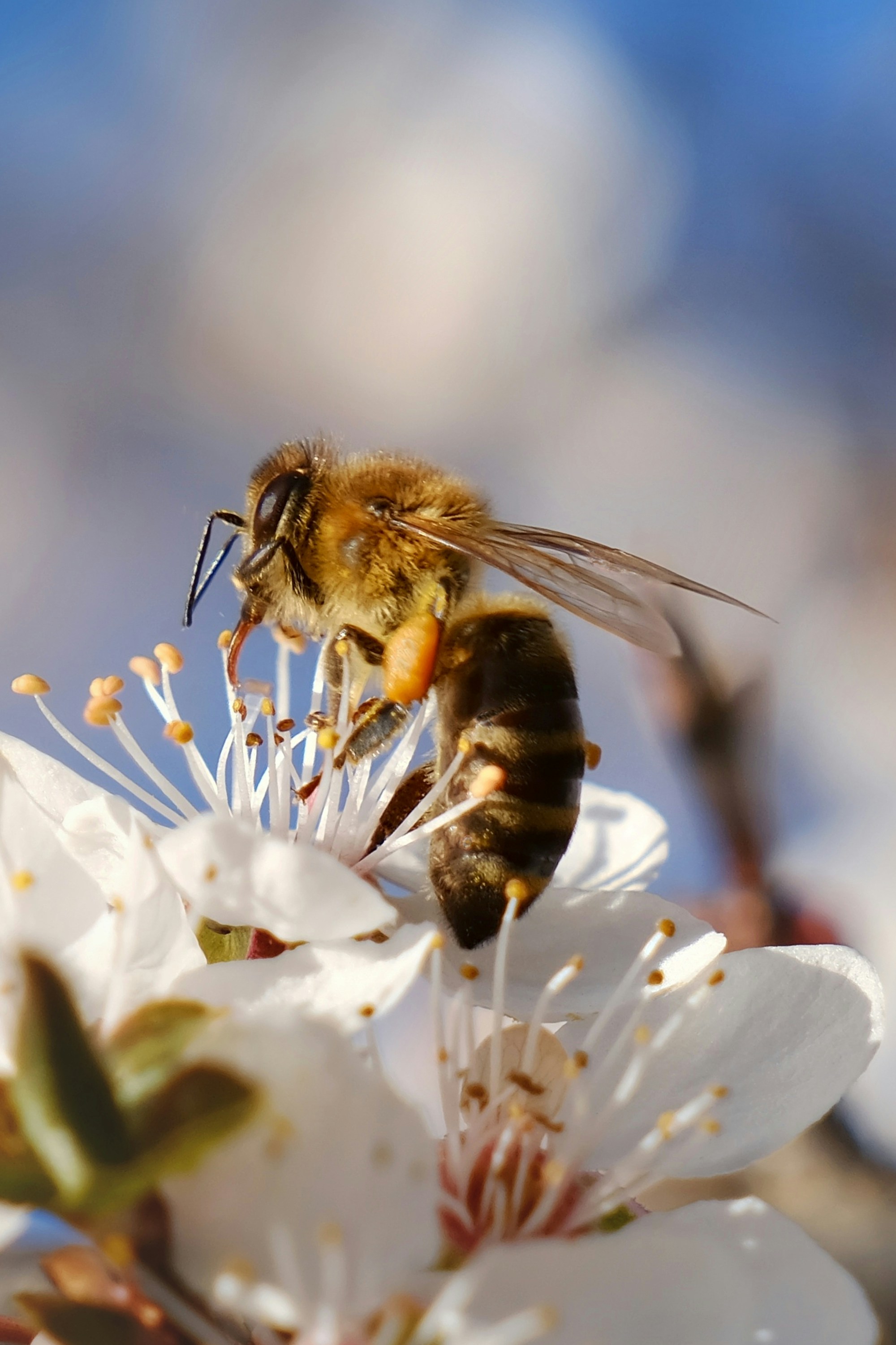 a bee that is sitting on a flower