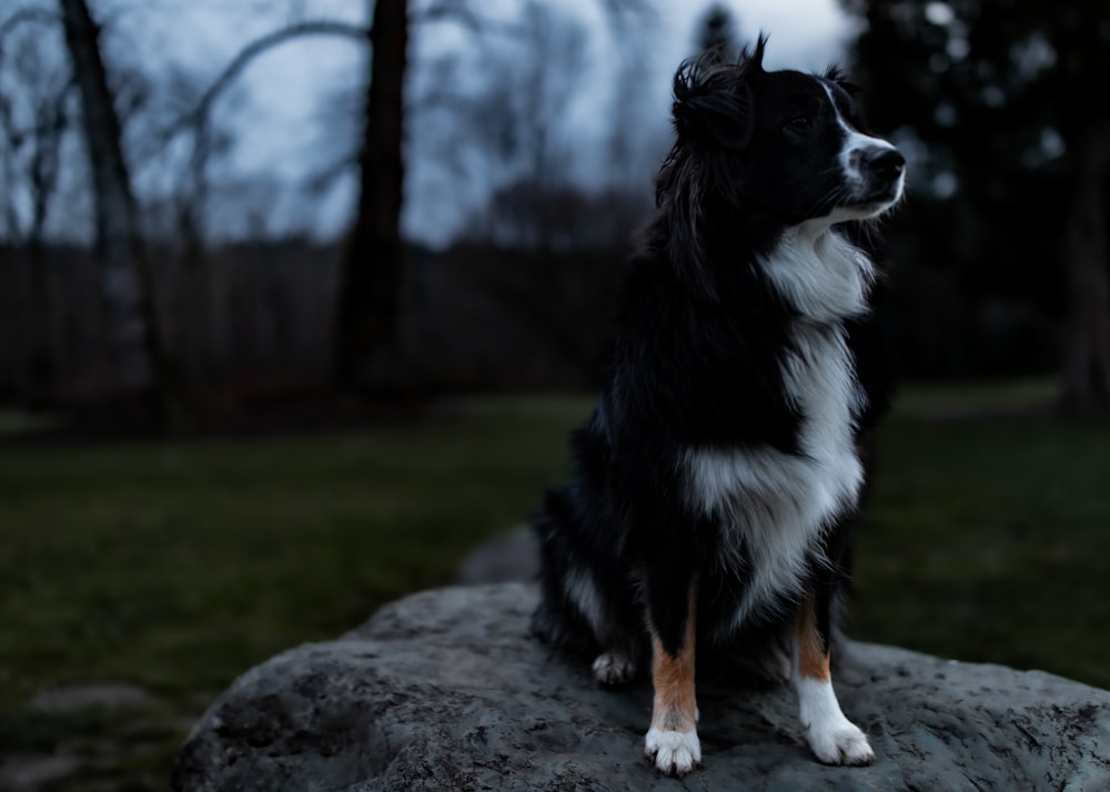 a black and white dog sitting on top of a rock