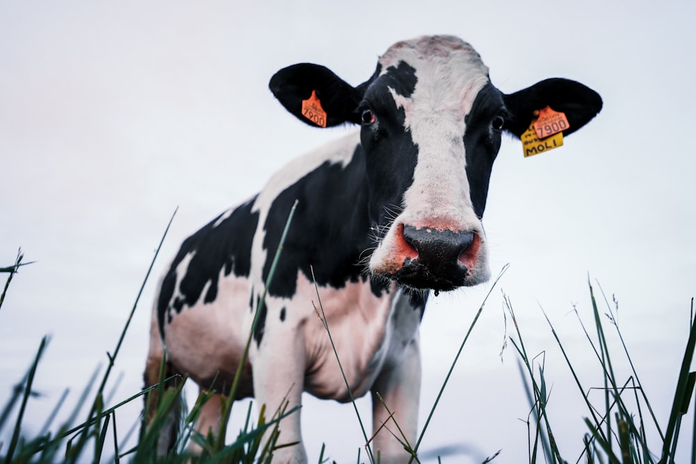 a black and white cow standing in tall grass