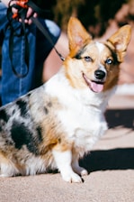 A happy corgi being walked on a sunny sidewalk lined with trees.
