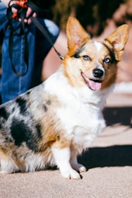A happy corgi being walked on a sunny sidewalk lined with trees.