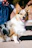 A happy and playful corgi with a dappled coat sits on a sidewalk, its tongue out and ears perked up. A person is holding the dog's leash.