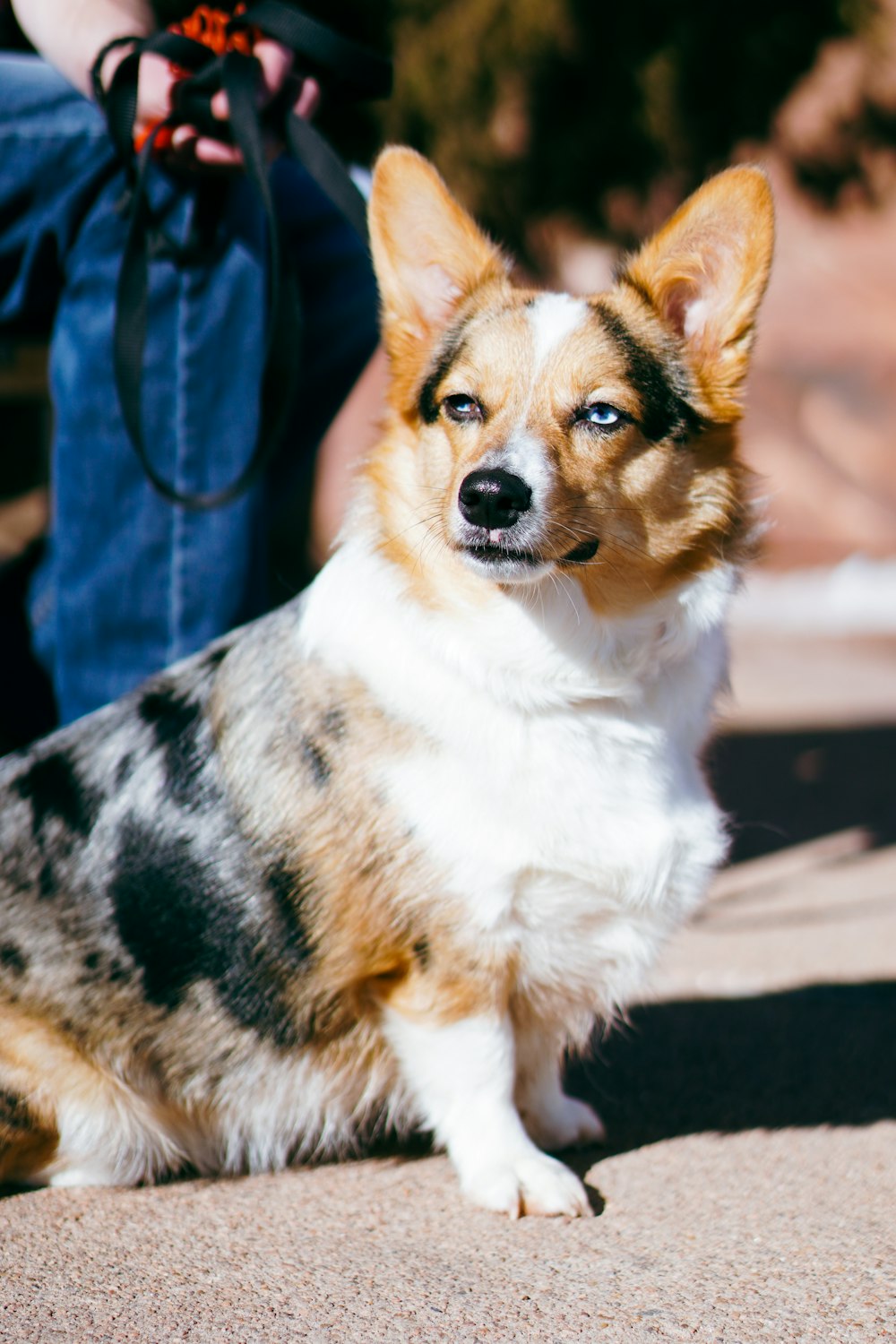 a dog sitting on the ground next to a person