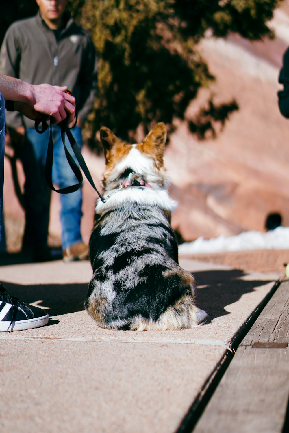 a small dog sitting on a leash on a sidewalk