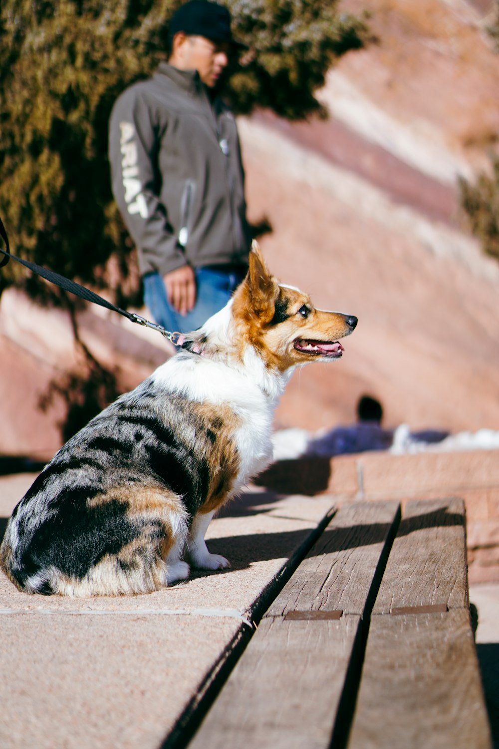 a dog on a leash sitting on a wooden bench