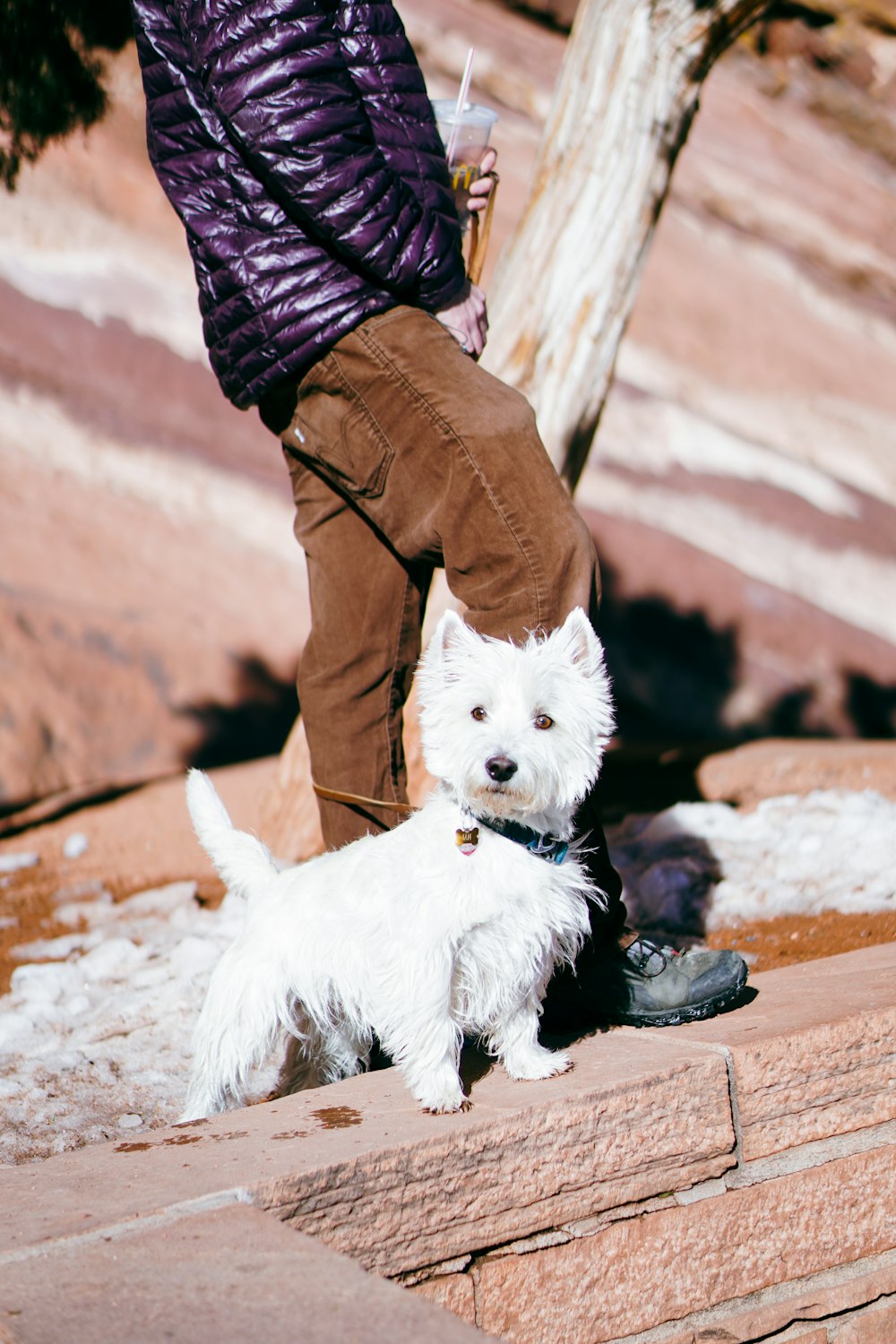 a small white dog standing next to a person