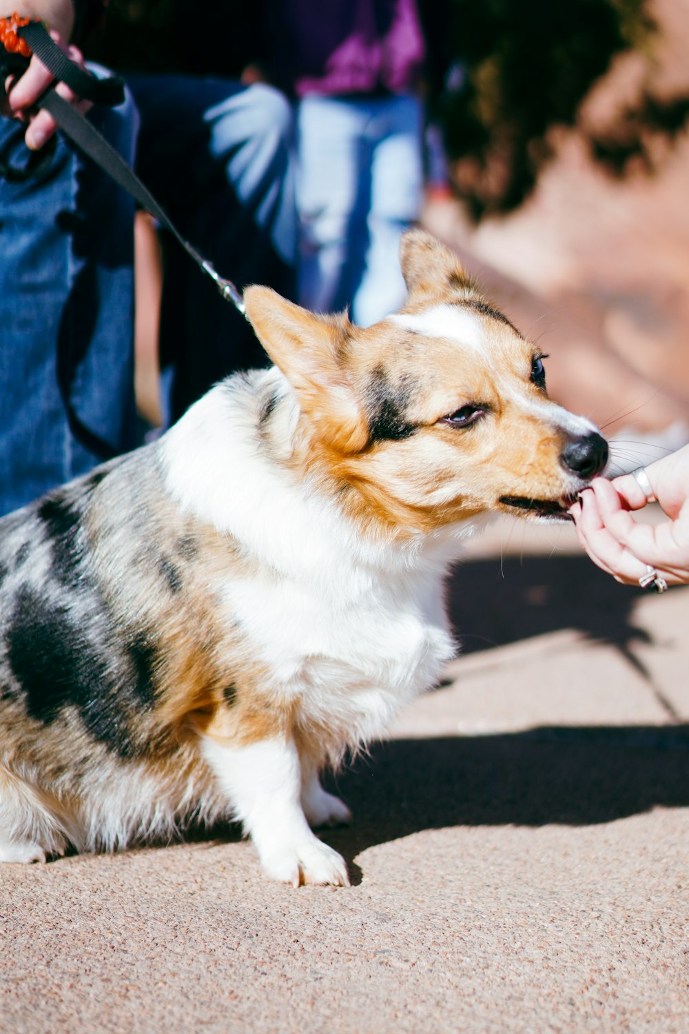 Ein kleiner Hund wird von einer Person gefüttert