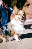 A group of Corgis enjoying a sunny day during a supervised dog walk.