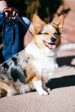 A group of Corgis enjoying a sunny day during a supervised dog walk.