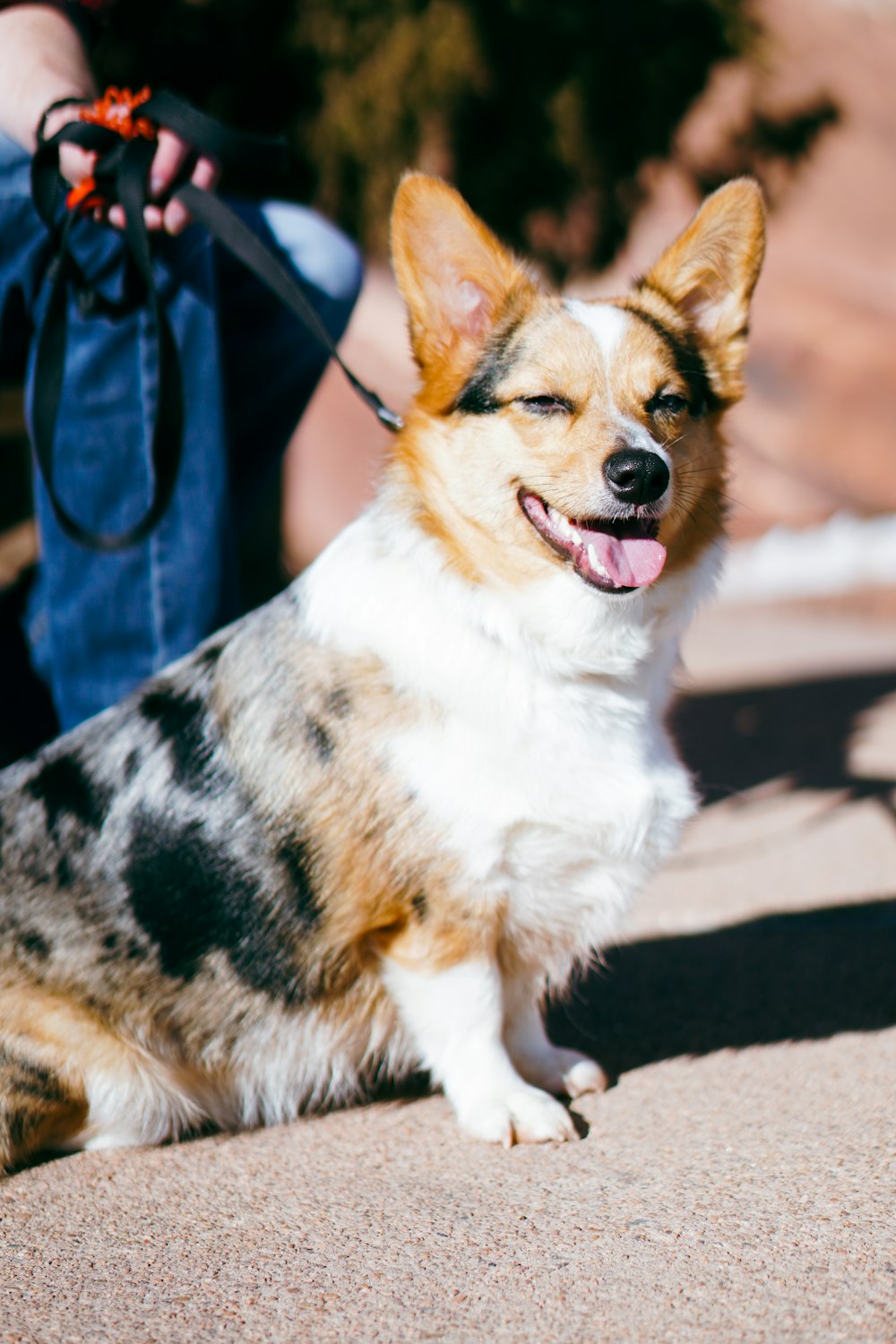 a dog sitting on the ground with its owner