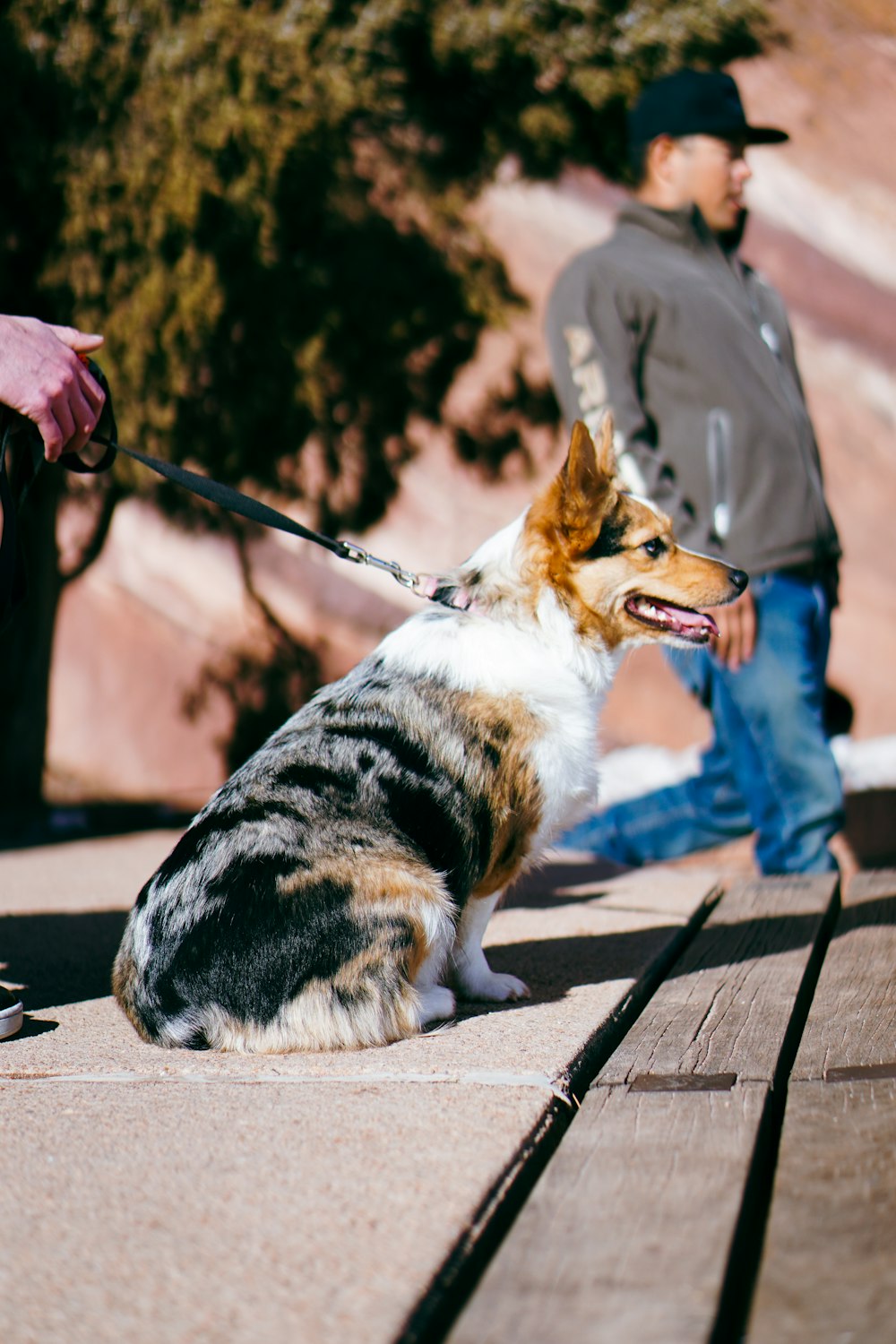 a man walking a dog on a leash