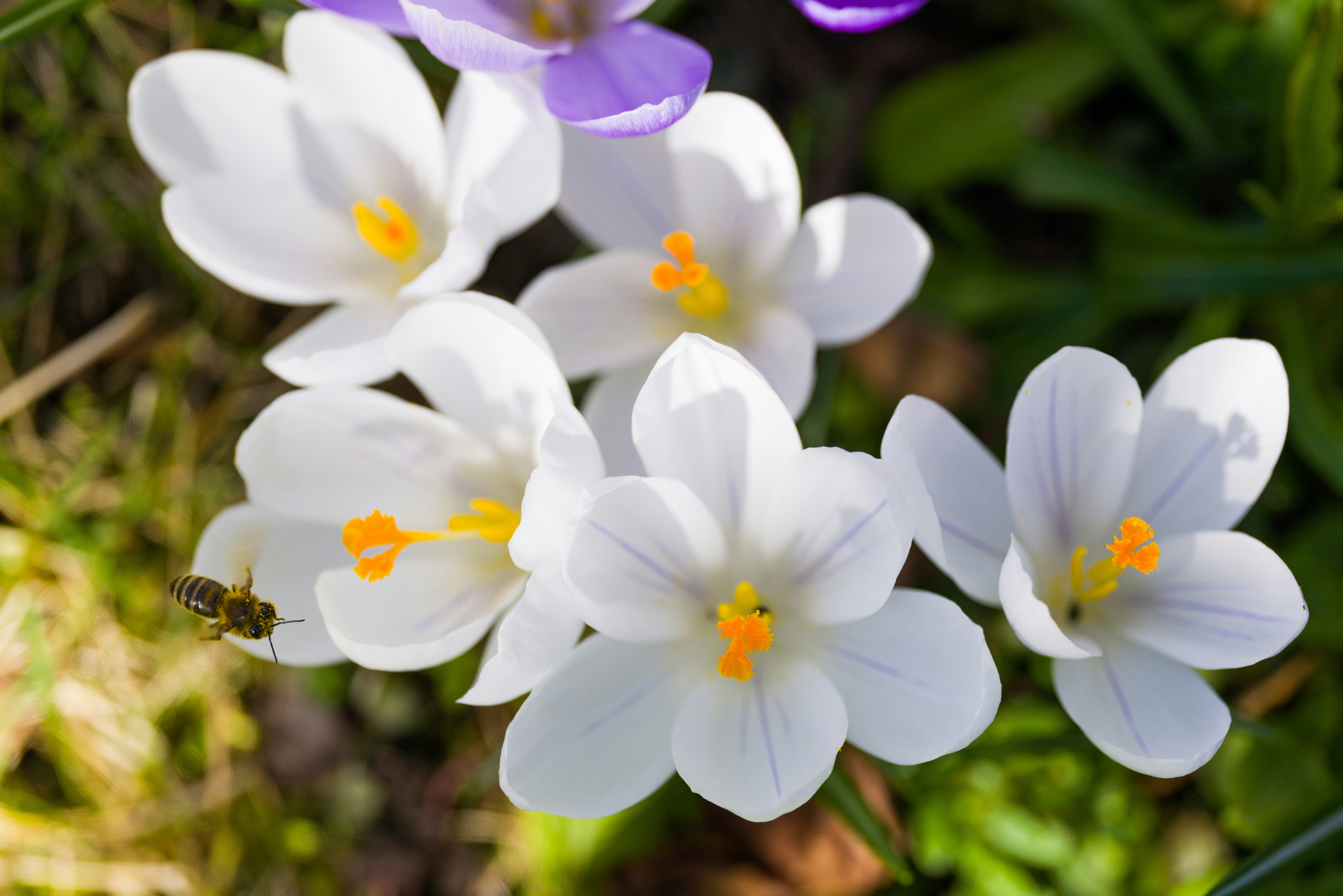 Photo by georgeiermann