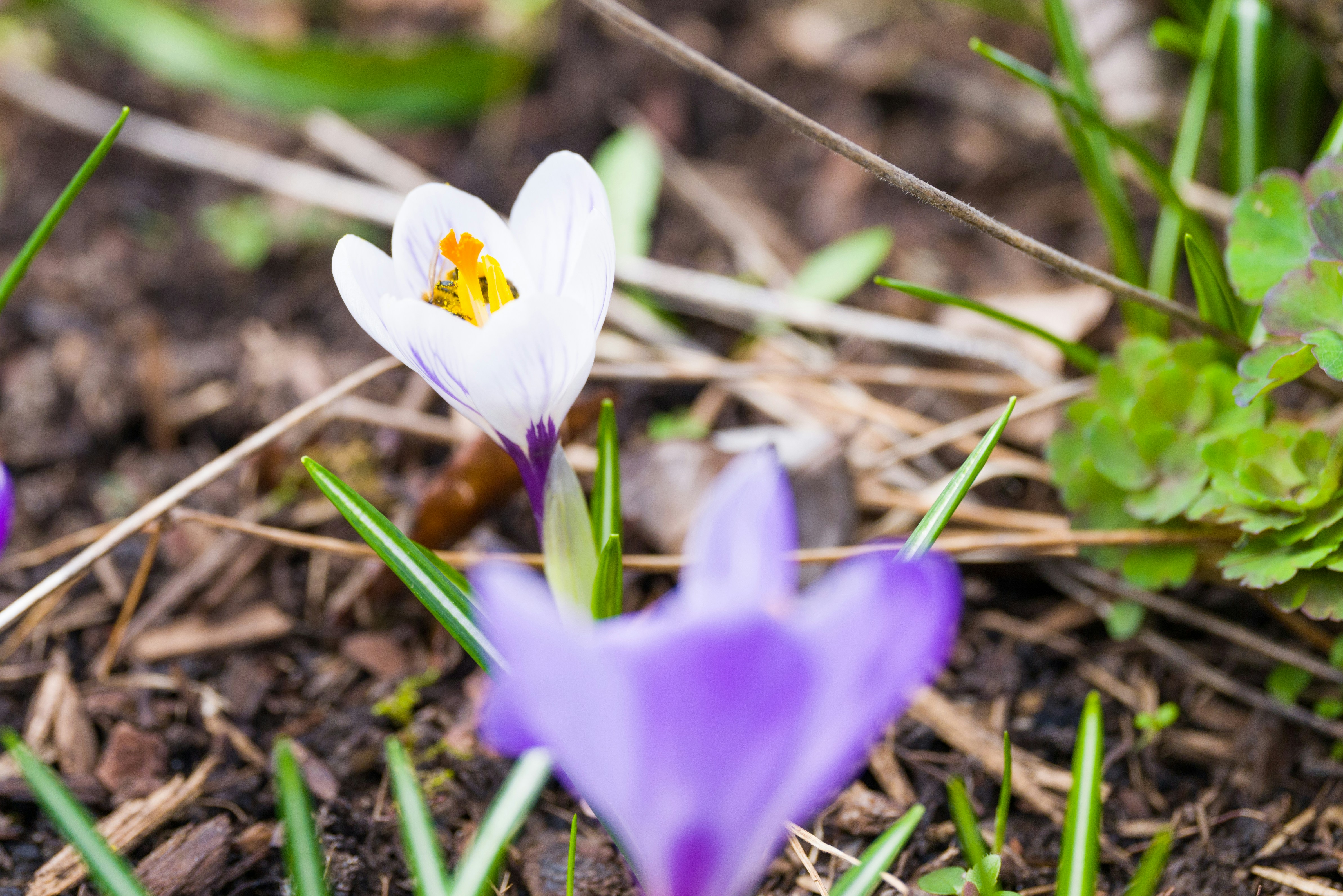 Photo by georgeiermann