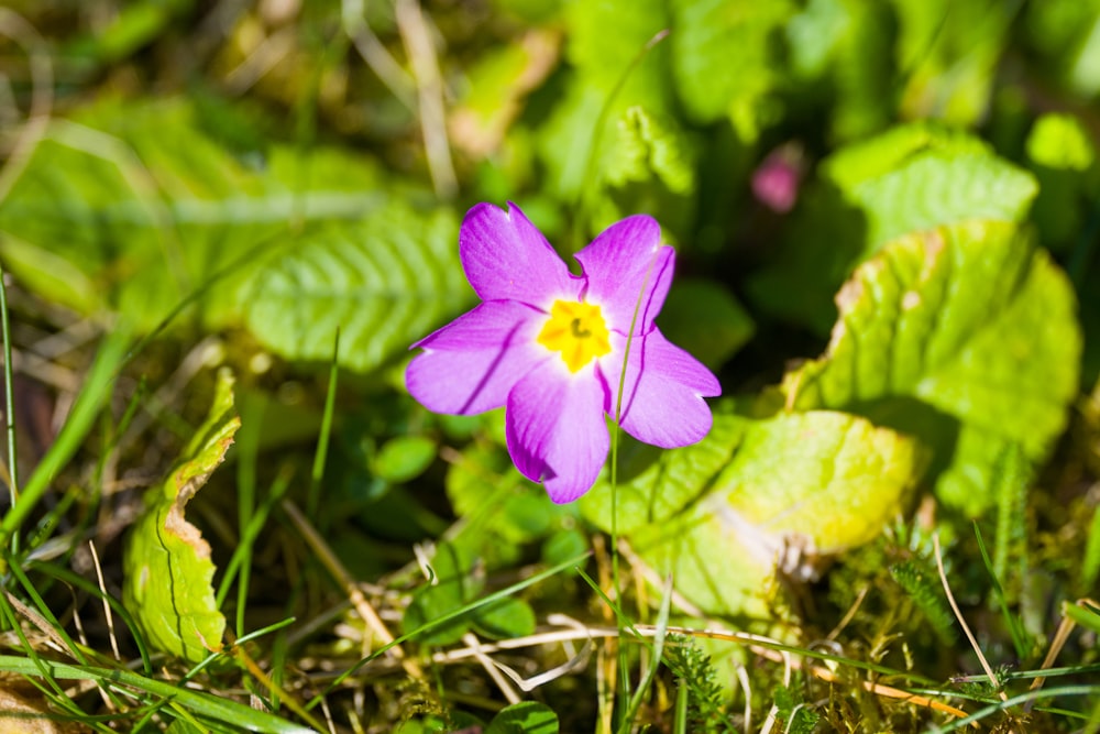 a small purple flower sitting on top of a lush green field